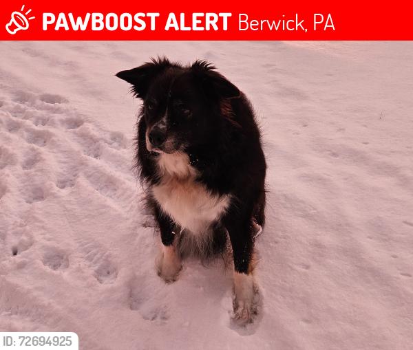 Lost Male Dog last seen Slowick Road and Edward' Road, Berwick, PA 18603