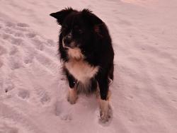 Lost Male Dog last seen Slowick Road and Edward' Road, Berwick, PA 18603