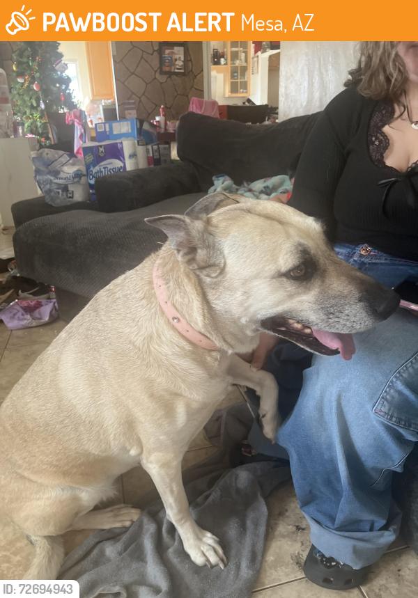Found/Stray Female Dog last seen University and county club, Mesa, AZ 85201