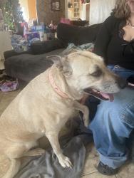 Found/Stray Female Dog last seen University and county club, Mesa, AZ 85201