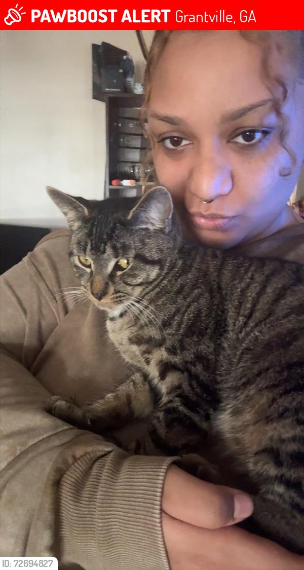 Lost Male Cat last seen Coweta County Fairgrounds, Concrete Plant, Grantville, GA 30220