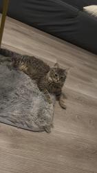 Lost Female Cat last seen Near Courtney , Granite City, IL 62040