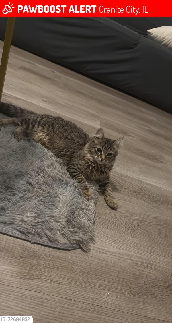 Lost Female Cat last seen Near Courtney , Granite City, IL 62040
