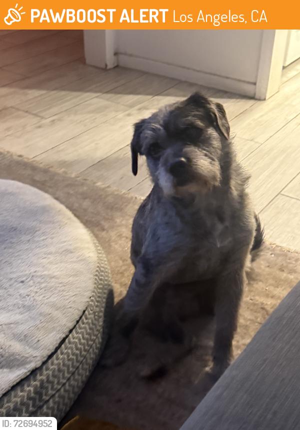 Found/Stray Male Dog last seen Rosecrans, Los Angeles, CA 90044