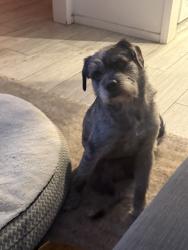 Found/Stray Male Dog last seen Rosecrans, Los Angeles, CA 90044