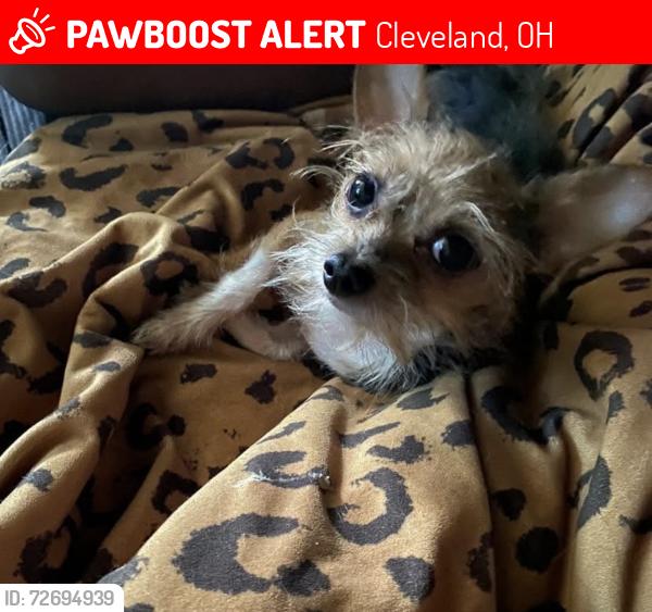 Lost Male Dog last seen 140th St and Harvard Ave, Cleveland, OH 44105