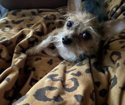 Lost Male Dog last seen 140th St and Harvard Ave, Cleveland, OH 44105
