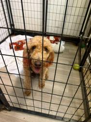 Found/Stray Female Dog last seen Near w sample rd  pompano beach blvd florida 33069, Pompano Beach, FL 33069