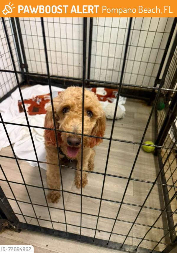 Found/Stray Female Dog last seen Near w sample rd  pompano beach blvd florida 33069, Pompano Beach, FL 33069