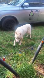 Found/Stray Male Dog last seen Neighborhood 32 bluffside Dr Greenville , Greenville, SC 29611
