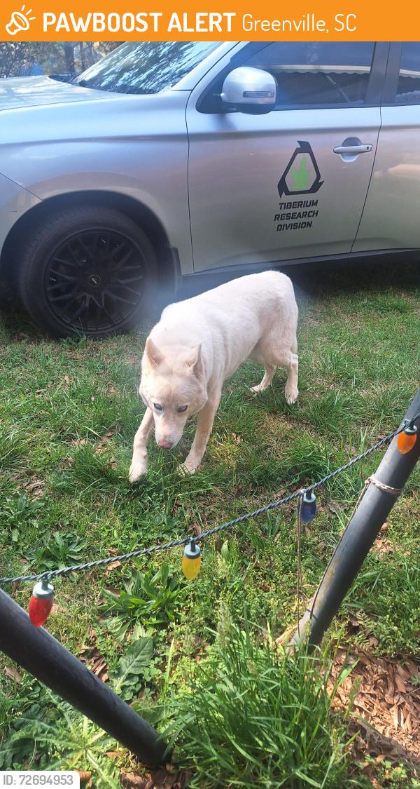 Found/Stray Male Dog last seen Neighborhood 32 bluffside Dr Greenville , Greenville, SC 29611