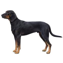 Found/Stray Unknown Dog last seen I-22 right before Cherry Ave or Coalburg Rd, Coalburg, AL 35068