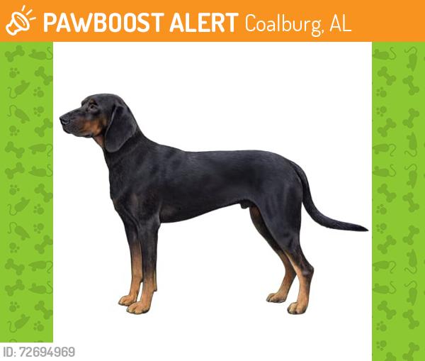 Found/Stray Unknown Dog last seen I-22 right before Cherry Ave or Coalburg Rd, Coalburg, AL 35068