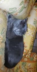 Lost Female Cat last seen Near , Milwaukee, WI 53222