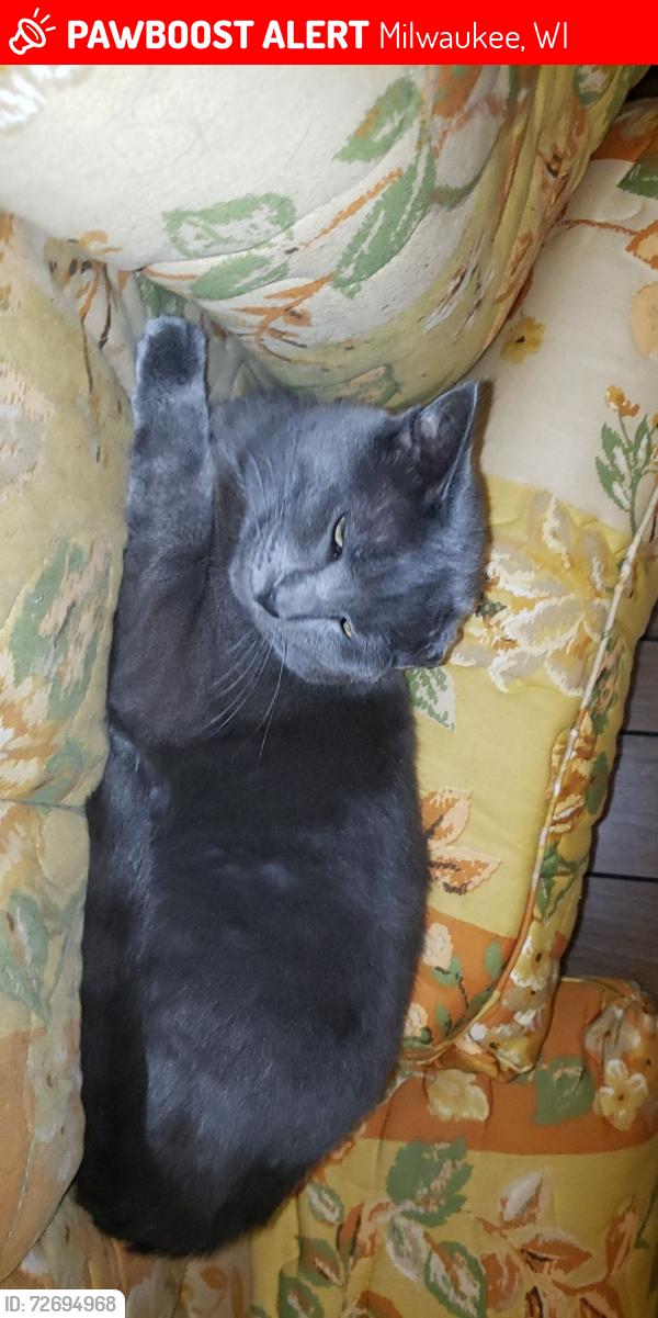 Lost Female Cat last seen Near , Milwaukee, WI 53222