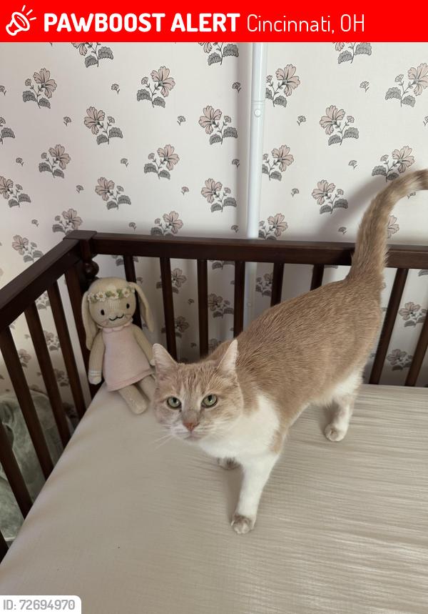 Lost Female Cat last seen Zumstein & Madison Rd, Cincinnati, OH 45208