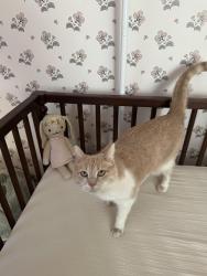 Lost Female Cat last seen Zumstein & Madison Rd, Cincinnati, OH 45208