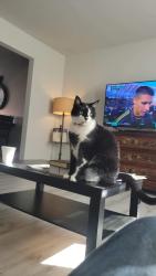 Lost Male Cat last seen Cerca de Tita's Pastelerías, San Bernardino Tlaxcalancingo, Pue. 72820