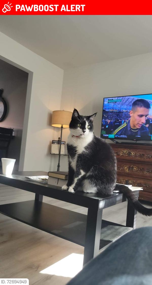 Lost Male Cat last seen Cerca de Tita's Pastelerías, San Bernardino Tlaxcalancingo, Pue. 72820