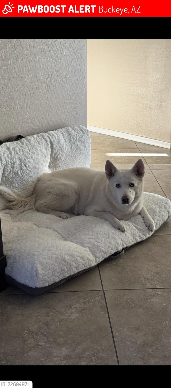 Lost Female Dog last seen Apache & southern , Buckeye, AZ 85326