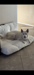 Lost Female Dog last seen Apache & southern , Buckeye, AZ 85326