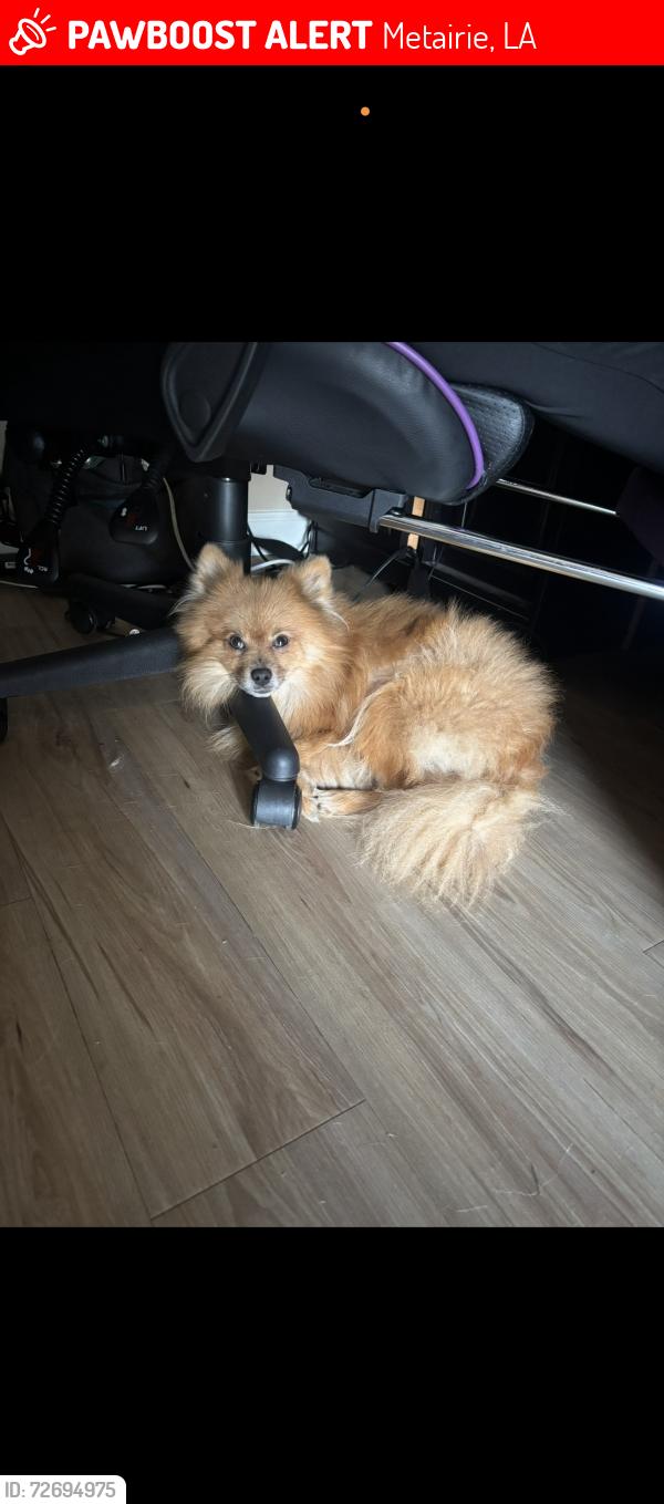 Lost Male Dog last seen East service road near Neyrey dr, Metairie, LA 70002