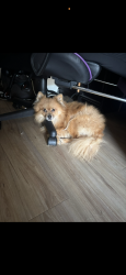 Lost Male Dog last seen East service road near Neyrey dr, Metairie, LA 70002
