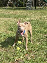 Found/Stray Male Dog last seen Bakersfield Drive and Lane Avenue , Jacksonville, FL 32210