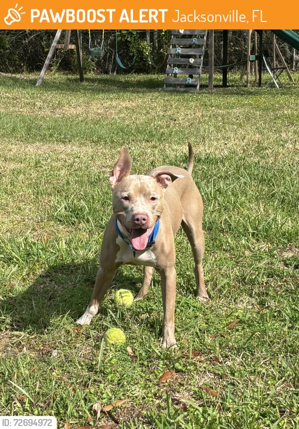 Found/Stray Male Dog last seen Bakersfield Drive and Lane Avenue , Jacksonville, FL 32210