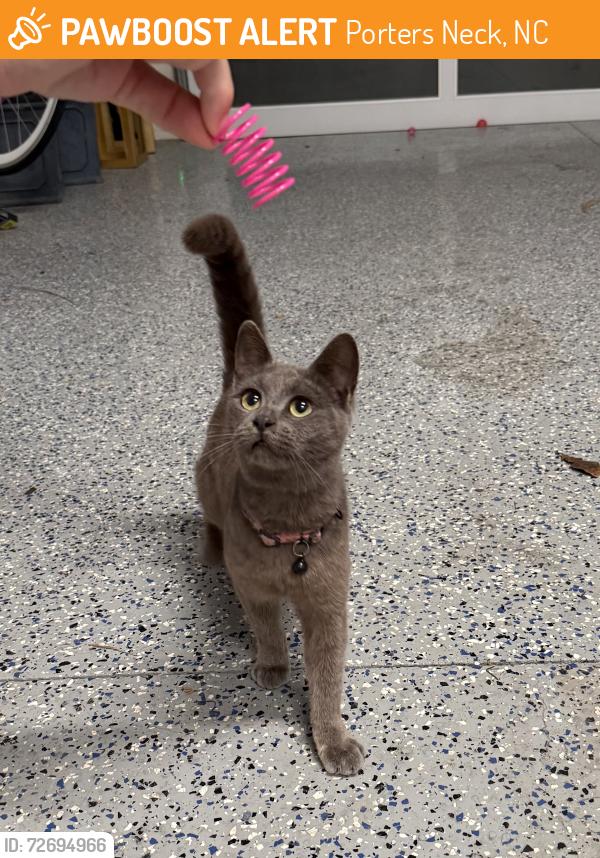 Found/Stray Female Cat last seen Waterstone , Porters Neck, NC 28411