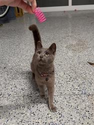 Found/Stray Female Cat last seen Waterstone , Porters Neck, NC 28411