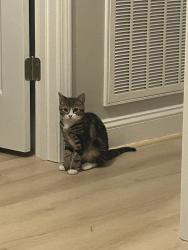 Lost Male Cat last seen speight school road , Wilson, NC 27893