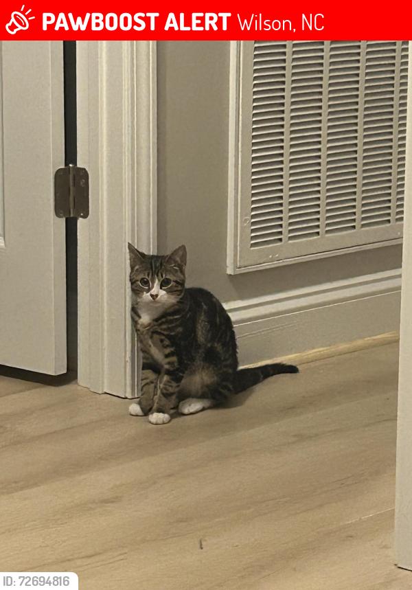 Lost Male Cat last seen speight school road , Wilson, NC 27893