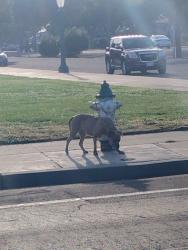 Found/Stray Female Dog last seen Kearney Blvd the street right next to the airport, Fresno, CA 93706