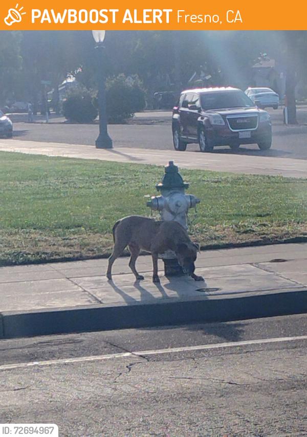Found/Stray Female Dog last seen Kearney Blvd the street right next to the airport, Fresno, CA 93706