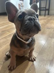 Lost Male Dog last seen Near Farm market rd, San Juan, TX 78589