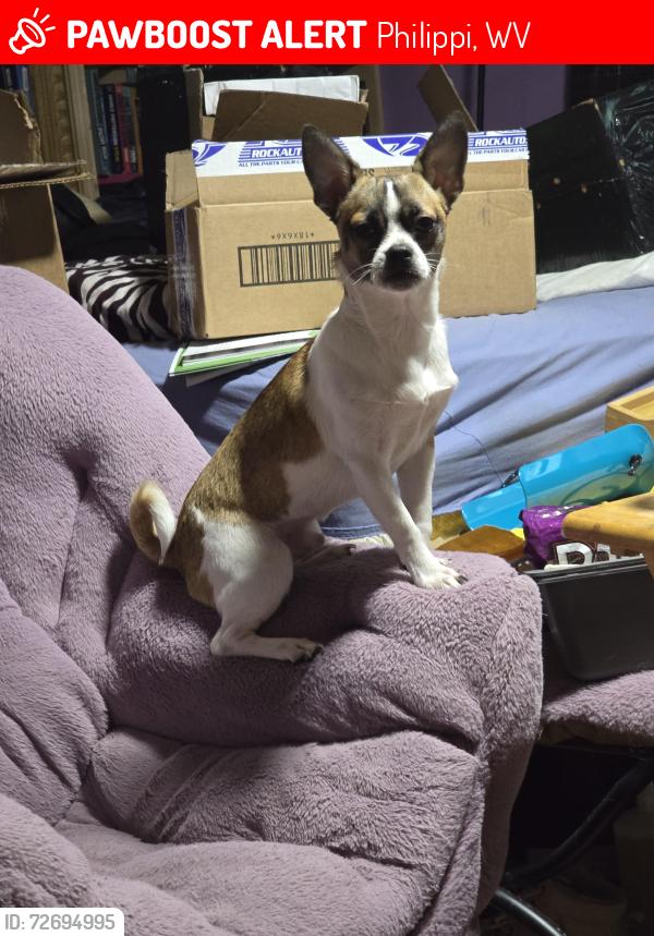 Lost Male Dog last seen Marie's chapel, Philippi, WV 26416