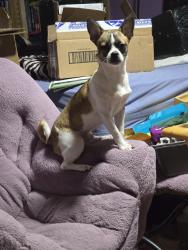 Lost Male Dog last seen Marie's chapel, Philippi, WV 26416