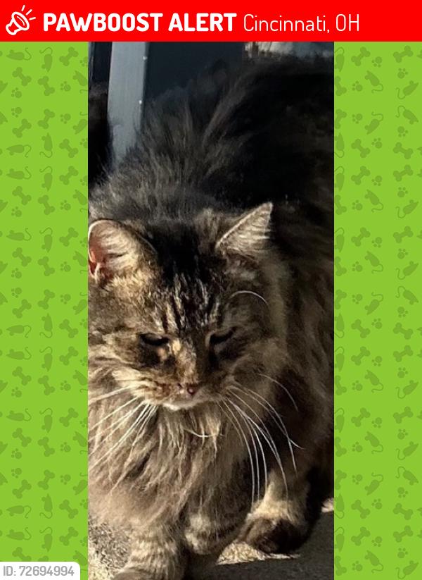 Lost Female Cat last seen Wayside , Cincinnati, OH 45230