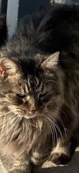 Lost Female Cat last seen Wayside , Cincinnati, OH 45230