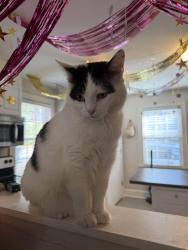 Lost Female Cat last seen Went inside drain , Greenville, SC 29617