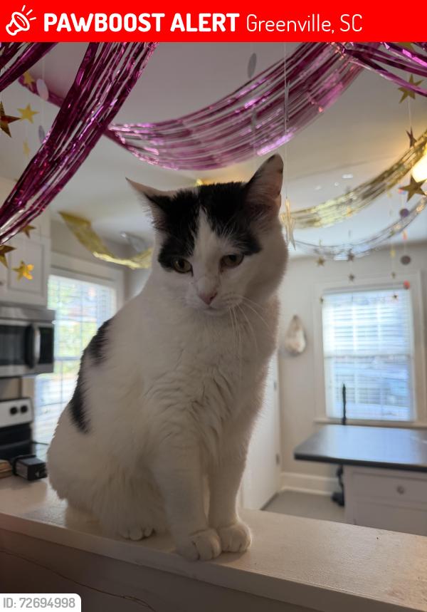 Lost Female Cat last seen Went inside drain , Greenville, SC 29617
