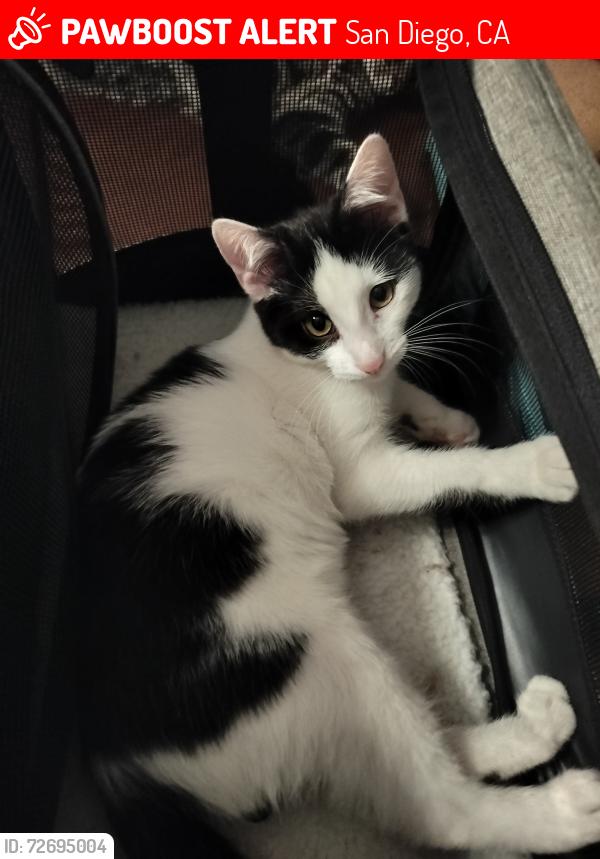 Lost Female Cat last seen Lake Murray Blvd and Jackson Dr, San Diego, CA 92119