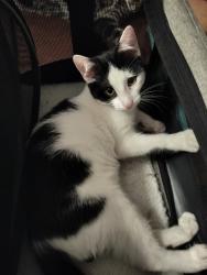 Lost Female Cat last seen Lake Murray Blvd and Jackson Dr, San Diego, CA 92119