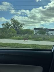 Lost Unknown Dog last seen Near the new construction south of Aspen Heights , College Station, TX 77840