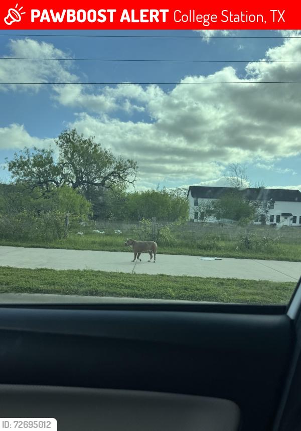 Lost Unknown Dog last seen Near the new construction south of Aspen Heights , College Station, TX 77840