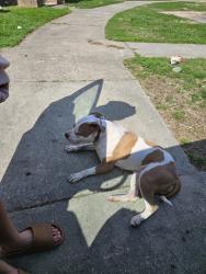Found/Stray Male Dog last seen Sussman street, Greensboro, NC 27406