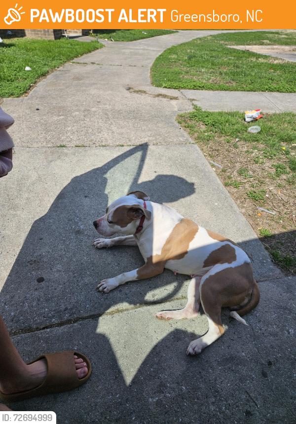 Found/Stray Male Dog last seen Sussman street, Greensboro, NC 27406