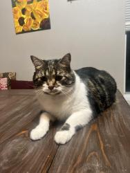 Lost Male Cat last seen Teal, Fort Worth, TX 76137