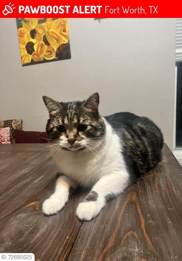 Lost Male Cat last seen Teal, Fort Worth, TX 76137